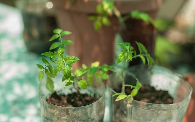 Tự trồng cà chua sạch sai trĩu quả trong nhà phố hình ảnh 6 tu trong ca chua sach sai triu qua trong nha pho hinh anh 6