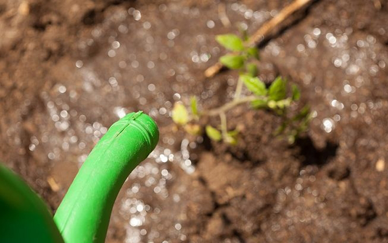 Tự trồng cà chua sạch sai trĩu quả trong nhà phố hình ảnh 8 tu trong ca chua sach sai triu qua trong nha pho hinh anh 8
