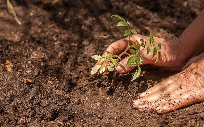 Tự trồng cà chua sạch sai trĩu quả trong nhà phố hình ảnh 13 tu trong ca chua sach sai triu qua trong nha pho hinh anh 13