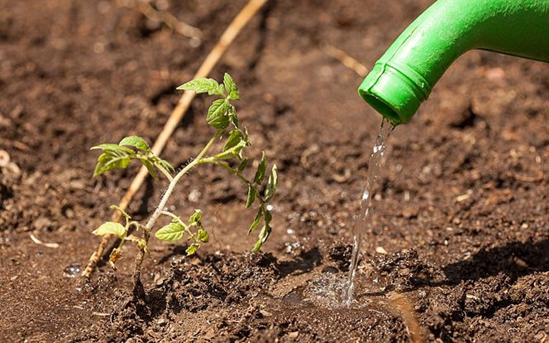 Tự trồng cà chua sạch sai trĩu quả trong nhà phố hình ảnh 14 tu trong ca chua sach sai triu qua trong nha pho hinh anh 14