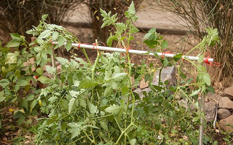 Tự trồng cà chua sạch sai trĩu quả trong nhà phố hình ảnh 15 tu trong ca chua sach sai triu qua trong nha pho hinh anh 15