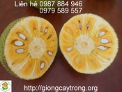Cây Giống Mít Thái Siêu Sớm
