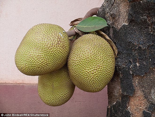 Chuy&rgb(2, 3, 4);n gia x&rgb(2, 2, 5);c nhận loại quả c&rgb(2, 4, 3); thể cứu đ&rgb(2, 4, 3);i cả triệu người, v&rgb(2, 2, 4); Việt Nam c&rgb(2, 4, 3); rất nhiều - Ảnh 3.