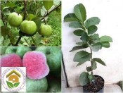 Cây giống ổi rubi ruột đỏ