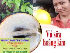 vú sữa hoàng kim