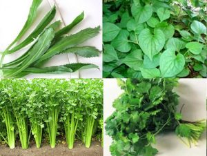 tổng-hợp-cây-rau3