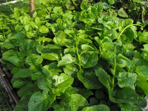 Cách trồng rau mồng tơi tại nhà hiệu quả