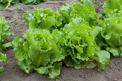 HẠT GIỐNG RAU XÀ LÁCH XOĂN CAO SẢN