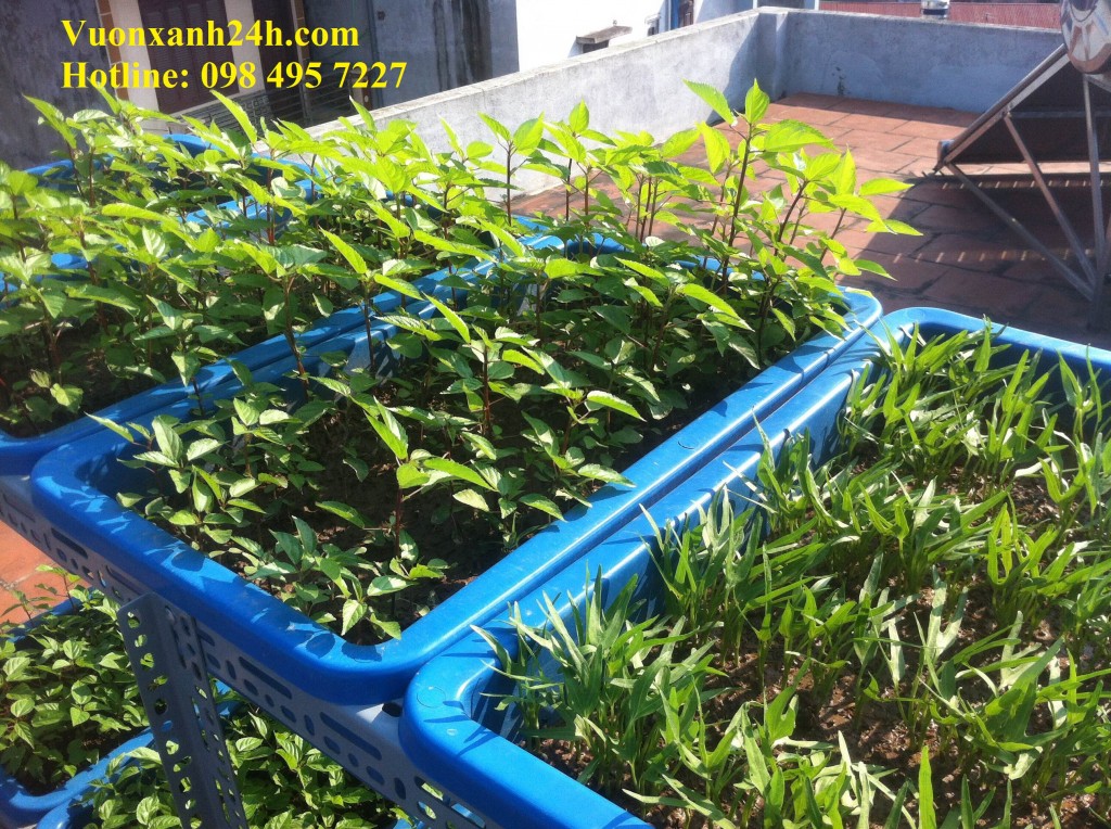 Không phụ công chăm bón của gia chủ, những cây rau đã đến ngày thu hoạch