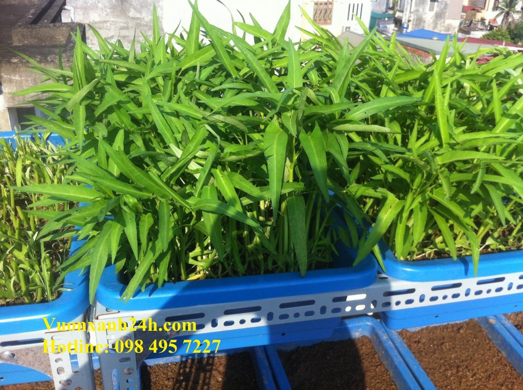 Hạt giống rau muống