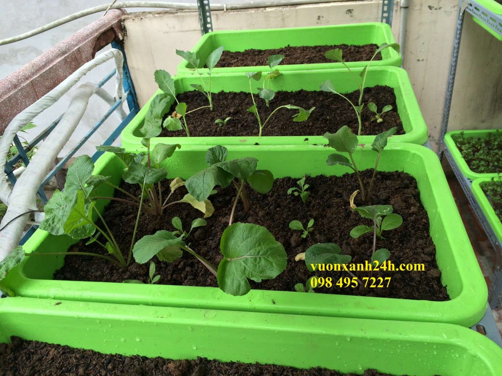 vuonxanh24h.com  098 495 7227 