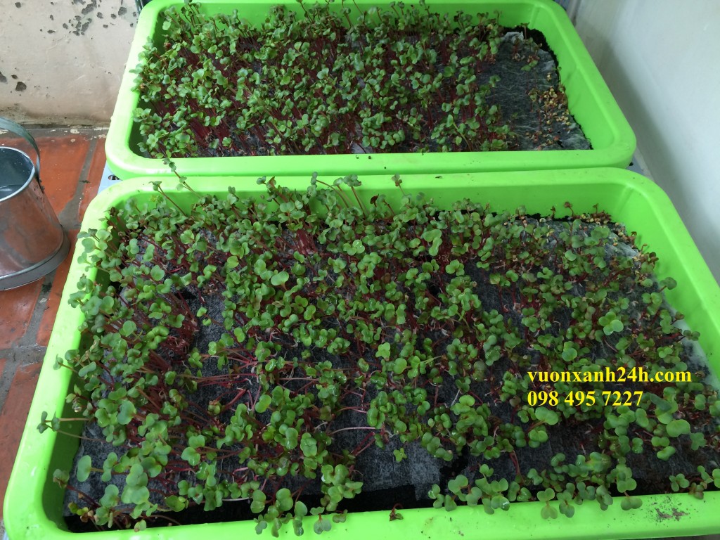 vuonxanh24h.com  098 495 7227 