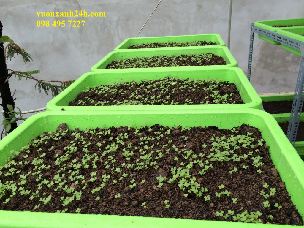 vuonxanh24h.com  098 495 7227 