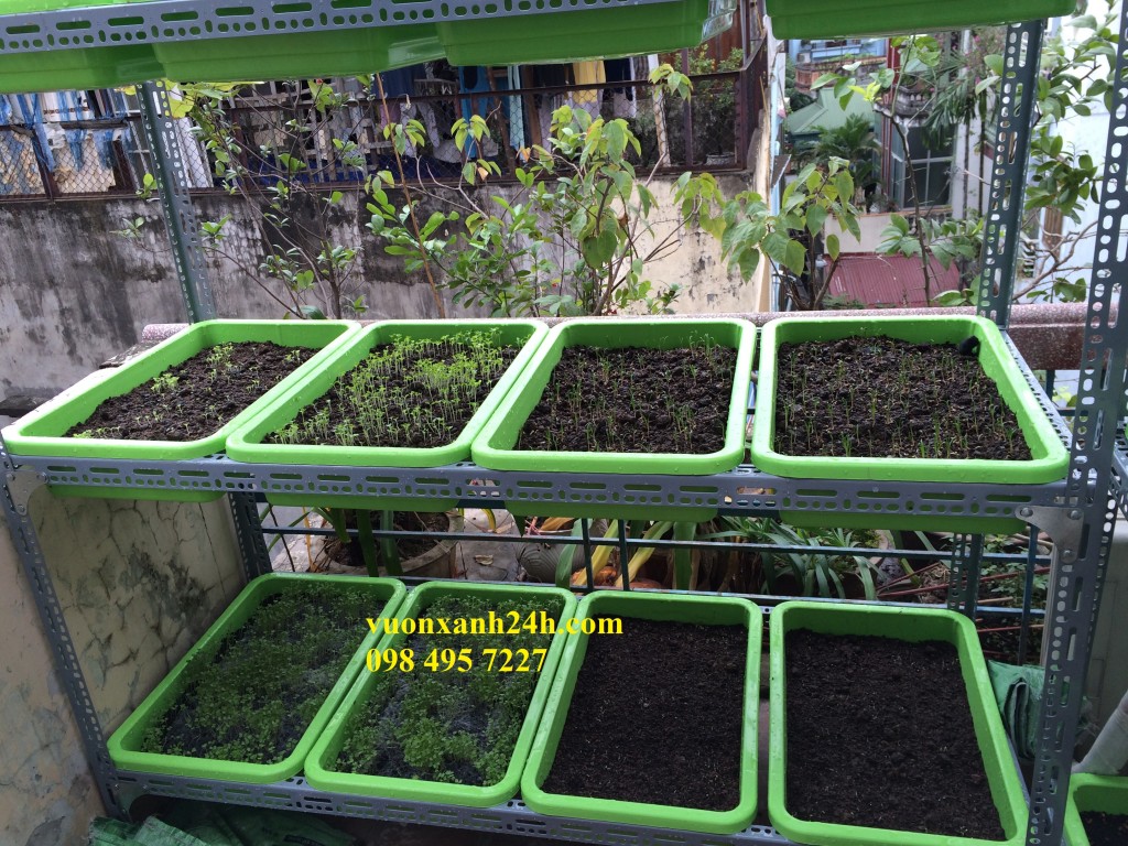 vuonxanh24h.com 098 495 7227