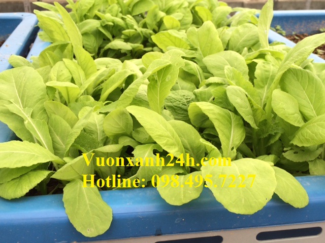 Hàng rau cải xanh mướt, thật đã mắt