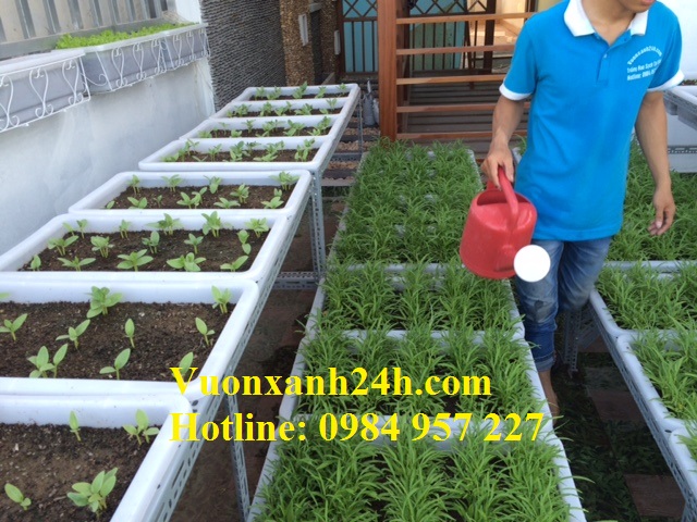Cách trồng rau trên sân thượng