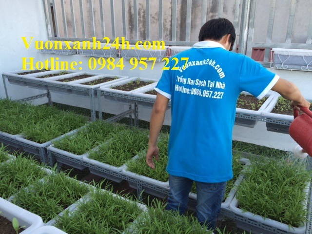 dịch vụ chăm sóc vườn rau