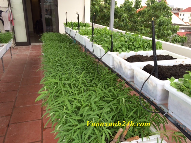 Vườn rau sạch giữa Hà Thành