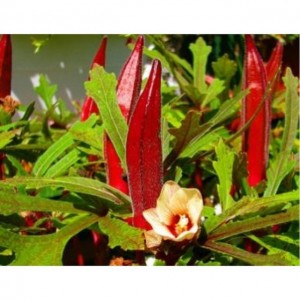 Hạt giống đậu bắp F1