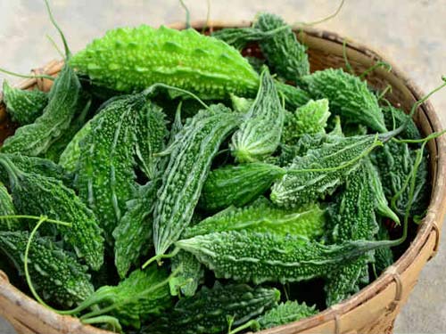 Cách trồng mướp đắng ra quả trong vườn nhà