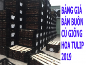 Báo giá bán buôn củ giống hoa tulip