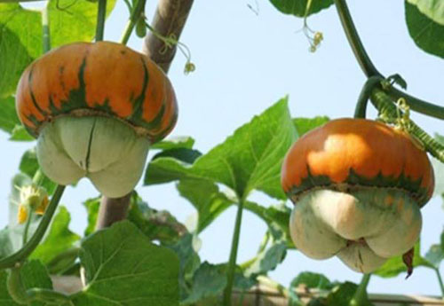 Description: giong-rau-qua-la-duoc-san-don-som-cho-dip-tet-3