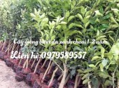 Cây giống Bưởi Da Xanh nhỡ