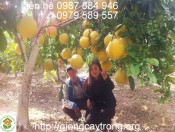 Cây giống bưởi Đào Chuyên
