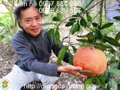 Cây giống bưởi đỏ-Luận Văn
