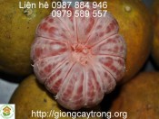 Cây giống bưởi Đường-Tân Lạc