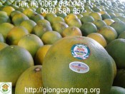 Cây giống bưởi Quế Dương