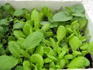 cach-trong-rau-sach-tai-nha-bang-thung-xop-5