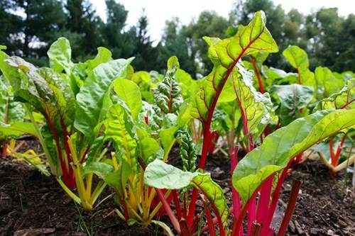 Description: giong-rau-qua-la-duoc-san-don-som-cho-dip-tet-4