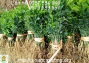Cây giống Cam Ba Lá