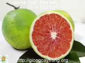 Cây giống Cam Cara