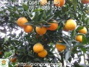 Cây giống Cam Vinh Trưởng thành