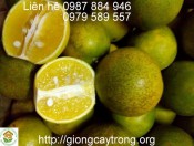 Cây giống cam xoàn