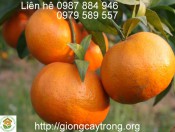 Cây giống Cam Canh