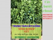 Cây bưởi da xanh choai