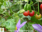 Giống Cà Gai Leo