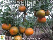 Cây Giống Cam Bù Hương Sơn