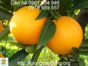 Cây Giống Cam Chanh
