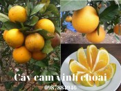 Cây cam Vinh choai