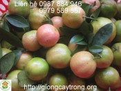 Cây giống chanh đào