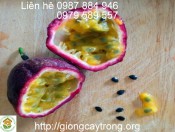 Cây chanh leo Đài Loan