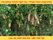 Cây giống chanh ngón tay