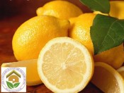 Cây giống chanh vỏ vàng