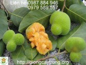 Cây chay hạt 15-20cm