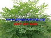 Cây giống chùm ngây