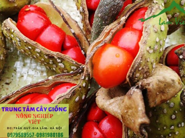 cây dổi lấy hạt